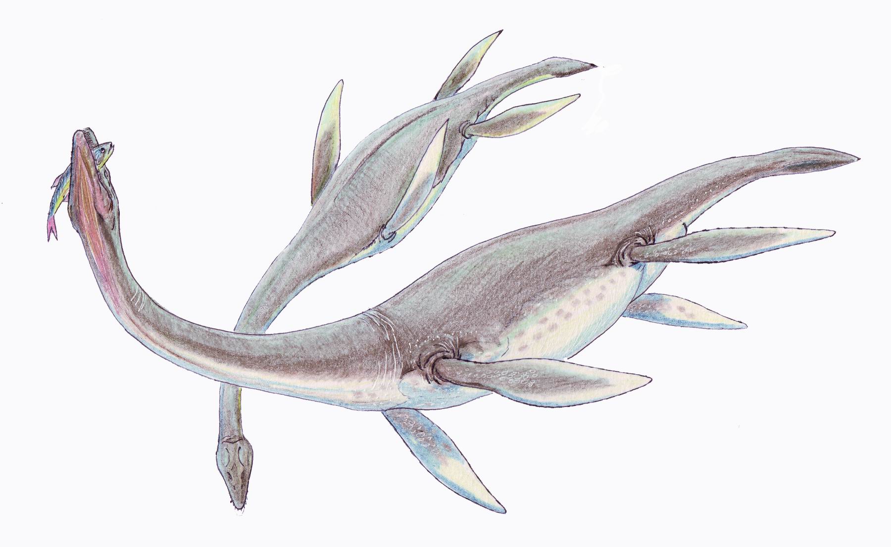 Plesiosaurus by Dmitry Bogdanov