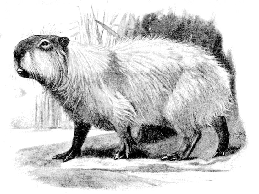 Capybara by Frank E. Beddard