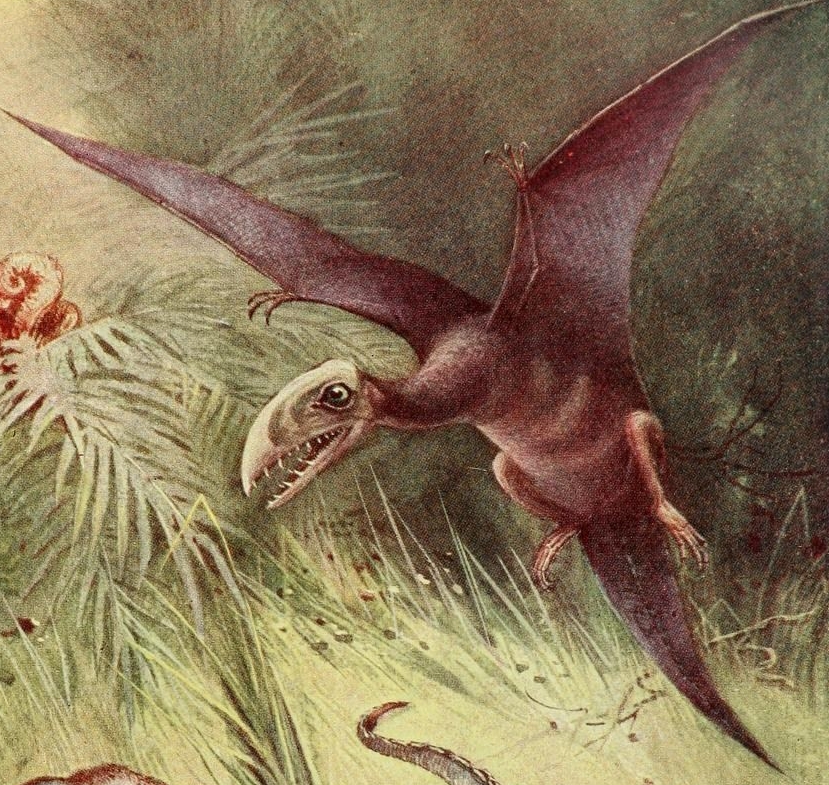 Pterodactyl by Biodiversity Heritage Library